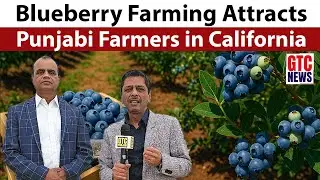 Blueberry Farming Attracts Punjabi Farmers in California