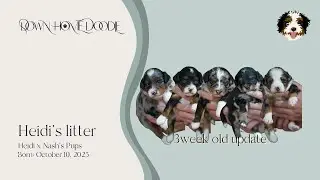 Heidi x Nash's Micro Bernedoodle Puppies | Down Home Doodle &mdash; 3week old update