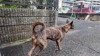 Heartwarming City Walk with My Hound-Like Chinese Rural Dog