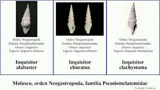 Molusco, orden Neogastropoda, familia Pseudomelatomidae inquisitor comitas carmen zebra alabaster