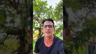 Jabuticabeira H&iacute;brida ou Enxertada?  Afinal qual a melhor op&ccedil;&atilde;o?