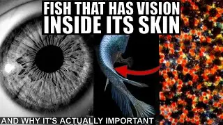 Fish That Can See With Its Skin and Evolution of Alternative Vision