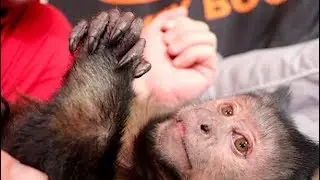 Capuchin MonkeyBoo Snuggle Time! ASMR