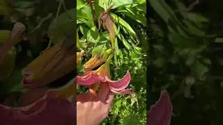 Жизнь на цветке #garden #сад #насекомые #insects #кузнечик #grasshopper#nature#природа#naturesounds