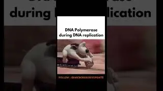 DNA polymerase           Follow    microbiologyupdate  Save it for future reference     Share with y