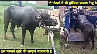मालिक पर हमला करते ही तुरन्त बेच दिया 💢 दो जेवडो मे भी नही रूका 💥 कहा गया झोटा इसकी सम्पूर्ण जानकारी
