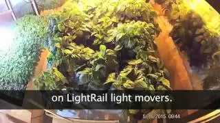 Urban Farm w/ LightRail = 45 Day Peppers!