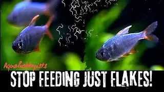STOP Feeding Just Flakes! This Live Food Transforms Fish FAST 🐠🔥