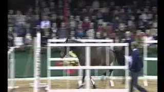 Checkland - Elite Stallions