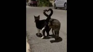 КОТ ❤️