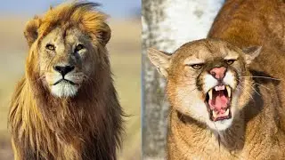 African Lion Vs. Mountain Lion Difference | Facts About Lions Species