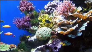 cellular healing guided meditation 23 min long