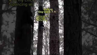 Ranking dog chase #dogs #dogchase #dogshorts