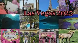 ✨️ Let's go to Las Vegas 2025 Hello Kitty Cafe. I touch a stingray , Mount Goats , Floral displays