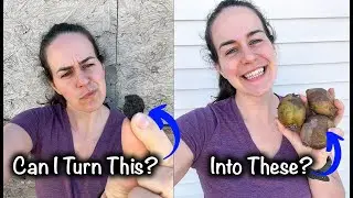 How to Plant Potatoes from Seed- True Potato Seed (TPS)/ VLOG style
