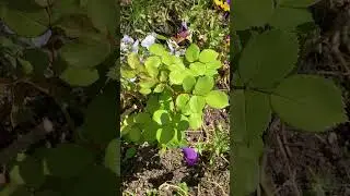 🥰 Charles Darwin Cutting Maiden Buds