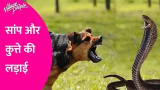 कुत्ता और साँप कि लड़ाई Dog vs Snack Dog snack fighting scene गजब का द्रीस्य है villegepeople