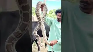 #india #indian #rock #python #nature #wildlife #lover Indian rock python #rescue