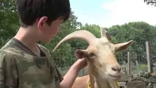 Sunny Meadow Sanctuary: A vegan haven for animals and people.