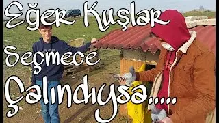 Eğer Kuşlar Seçmece Çalındıysa, O Zaman Tanıdık Birilerinin. Samet ve Erhan, Darıca Oyun Kuşu