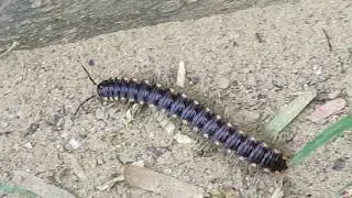 Millipede with long legs #millipedes #millipedelifecycle #millipede #kenno #worms #indianmillipede