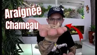 Comme si elle était MORTE ! Ma solifuge, une fausse ARAIGNÉE !