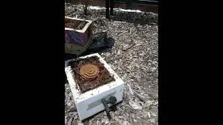 Stunning brood in a lovely native bee hive #Australia #stingless #bees #shorts