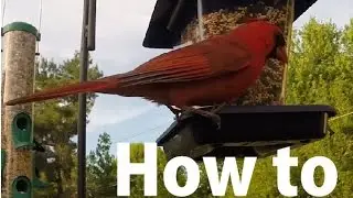 How to Attract Colorful Birds to Your Yard