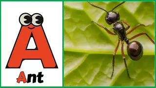 ABC Insects Song | A to z Insects Song | Phonics For Kids | Insects Alphabet Song
