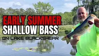 Blackshear Bass Shallow In Early Summer