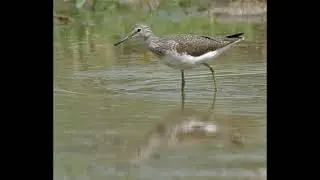 Green Sandpiper Bird Call