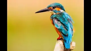 Bird Sound-NoCopyright free sounds for Meditation Music #shorts