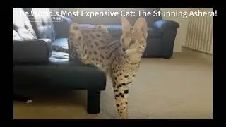 Meet the Ashera Cat: The World&rsquo;s Most Luxurious Feline!
