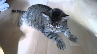 Katze zuckt