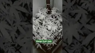 Mango Kush Auto Zeitraffer #BergBauernGras #reels #vgrow @BlaizFayahOfficial @bergbauerngras
