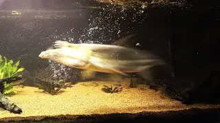 12 years old goliath tigerfish born to be wild