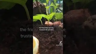 That Friend You Can&rsquo;t Leave Alone in the Pet Store&hellip; #funny #pets #frog #funnyanimals #comedy #meme