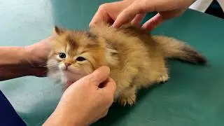 Kittens Choco and Latte go to the hospital for vaccinations for the first time