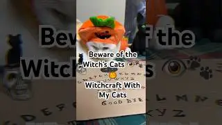 Something magical happened with my cats 👀🕯️ #halloween2025 #할로윈 #spookyseason #witchcat #catmagic