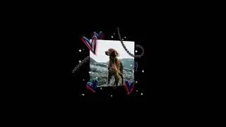 Ирландский сеттер❤️ Чуть больше информации 🌺