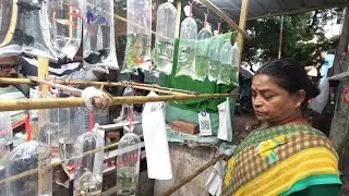 🌪️எங்கேயும் கொடுக்க முடியாத விலையில் தங்க மீன்கள் Kolathur Fish Market Vlog 🌀