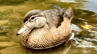 How the Junior Duck Stamp Program changed my life!