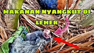 KASIHAN MELIHAT ANAK BURUNG BUBUT