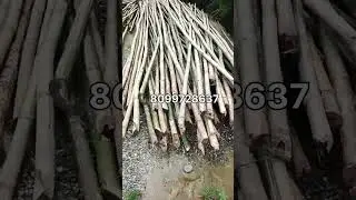 24 feet Deluxe Bamboo || Bamboo Wholesale Market In Assam