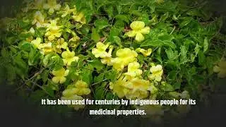Cat's Claw: A Natural Remedy for High Blood Pressure