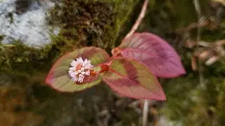 Pink knotweed
