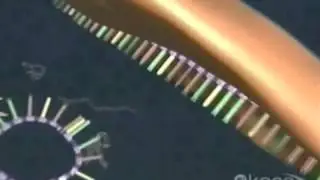 From RNA to Protein Synthesis   Copy   Copy