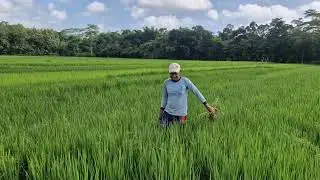 TRADITIONAL FARMING SECRETS: HAND-WEEDING RICE FIELDS EASILY! -agriculture techniques