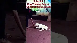 #dogvideos #dogtraining #dogtrainer #dogtrainingtips #dogshorts #viralshorts  #dogobediencetraining
