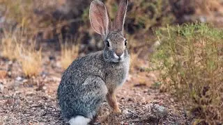 5 Fun Facts About The Desert Cottontail